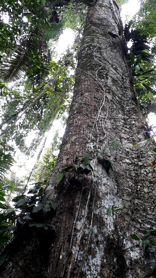 arbol.jpg